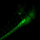 Laser Scanning Confocal Microscopy