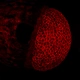 Laser Scanning Confocal Microscopy